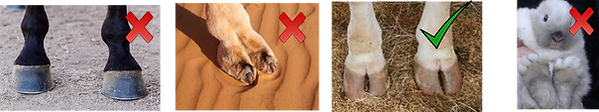 Cloven Footed.png