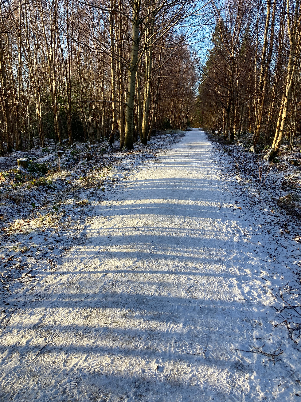 Snow-dusted woodland path lined with bare trees, sunlight casting long shadows under a clear blue sky.