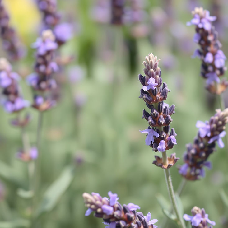 Photo Credit: Robert Burton