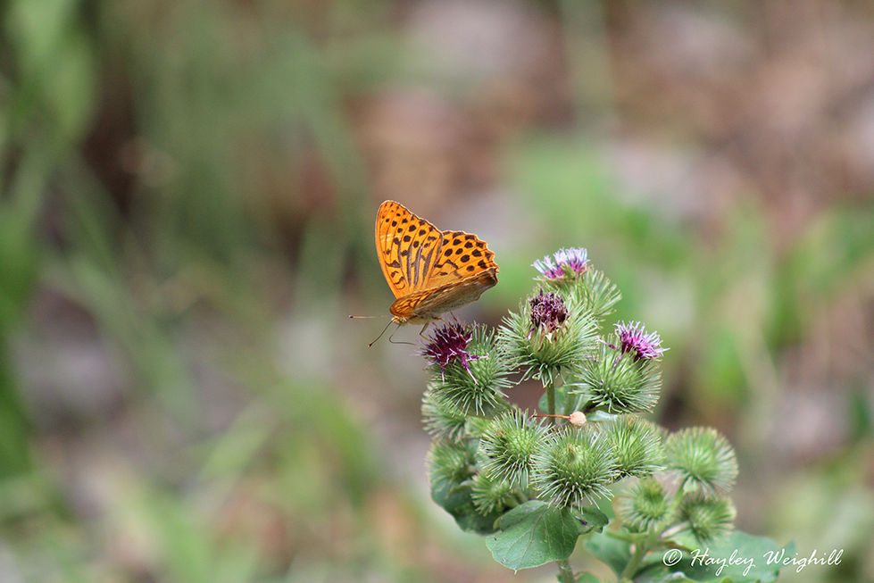 Silver-washed Fritillary Butterfly on a Lesser Burdock