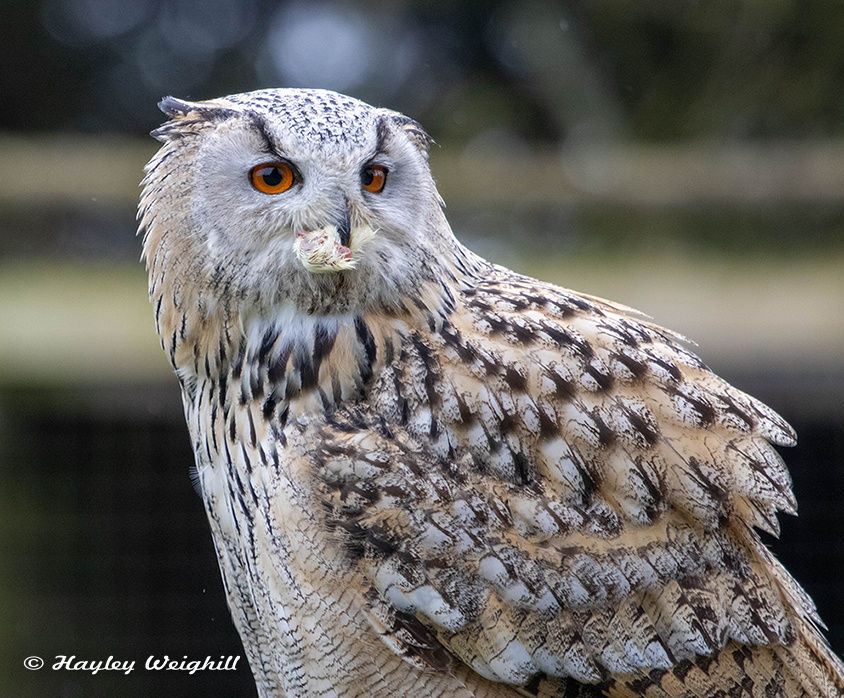 Eurasian Eagle Owl