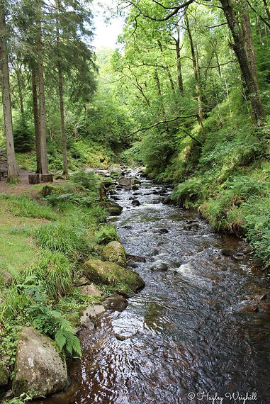 Hayley Weighill Photography