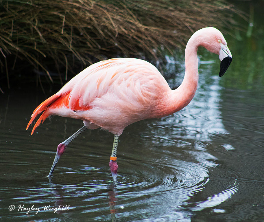 Flamingo