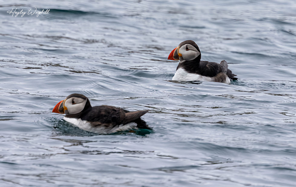 Puffins bobbing about in the sea