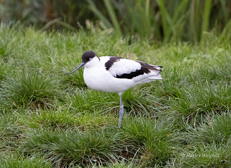 Avocet