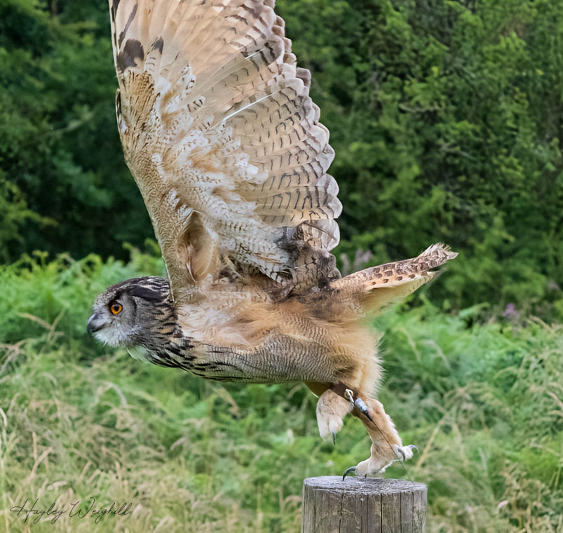 Eurasian Eagle-Owl