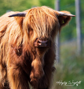 Highland Cows