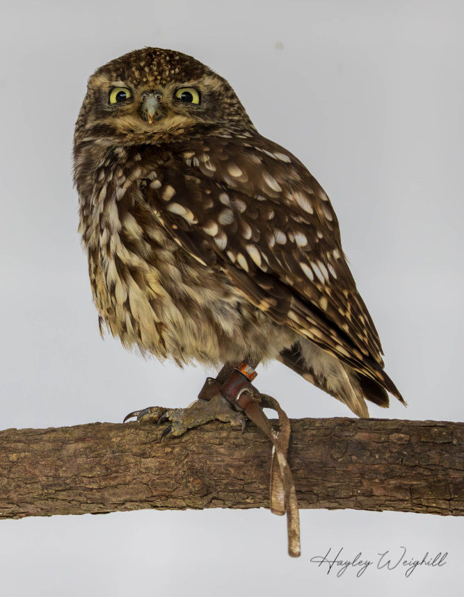 Little Owl