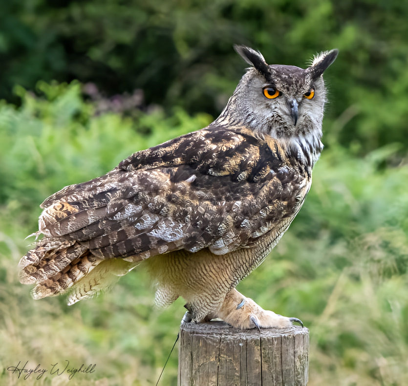 Eurasian Eagle-Owl