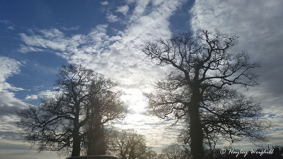 Tree Silhouette against at dawn