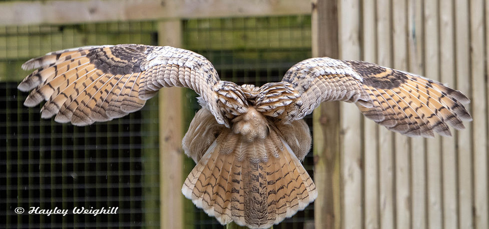 Eurasian Eagle Owl