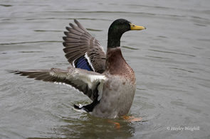 Mallard Duck