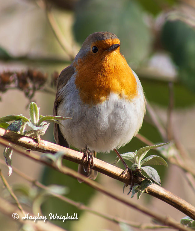 Robin