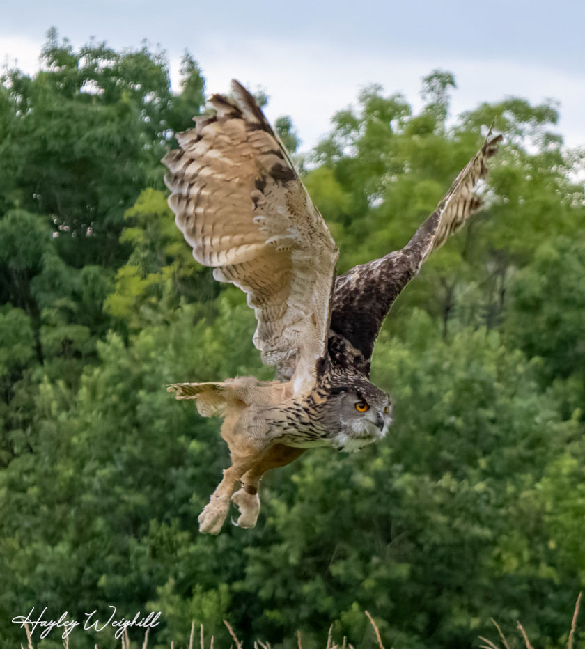 Eurasian Eagle-Owl