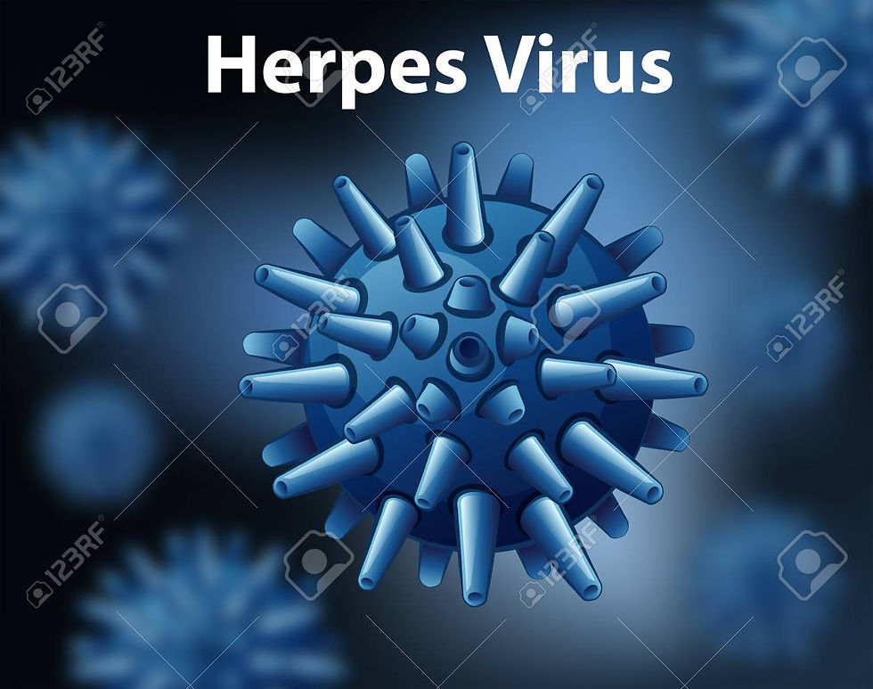 VIRUS HERPES