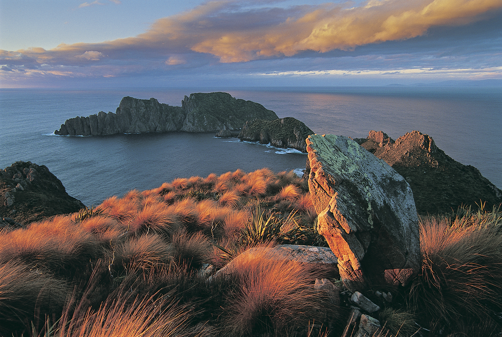 Stewart Island robbrown