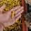 Imej kecil: turmeric finger supplier