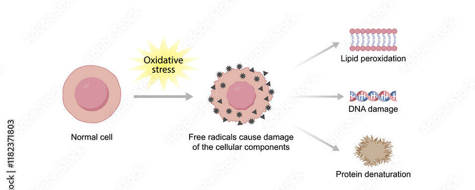 Adobe 1000_F_1182371803_Oxidative Stress.jpg