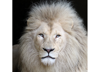 El Portal 8/8: La Puerta del León