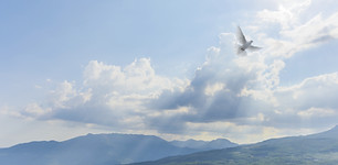 Light in the Sky