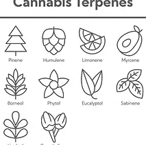 Explore the aromatic world of terpenes, enhancing your cannabis experience with diverse flavors and scents