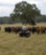 Keeping Up With the Herd with Chiropractic