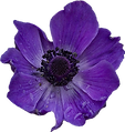 636-6367160_purple-flowers-tumblr-transparent-purple-flower-transparent-real.png
