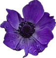 636-6367160_purple-flowers-tumblr-transparent-purple-flower-transparent-real.png