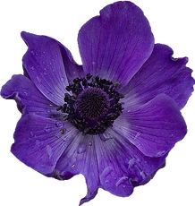 636-6367160_purple-flowers-tumblr-transparent-purple-flower-transparent-real.png