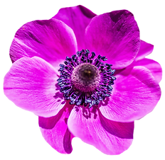 purple-flower-transparent-png-17.png