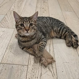 Maple came here with his sister Mango . We rescued them from a home that had too many cats and kittens when they were just 3 months old.
He is a real character little wildcat at heart. He’s very sweet but is still a bit shy, he is growing with confidence each day. His new favourite thing is to steal napkins from customers, falling asleep in his tunnel or climbing to the highest tree’s, you will often find him on the cat tree outside the bathrooms!
He has also gained the nickname ‘The Gremlin’ because of how fast he eats and the noises he makes!