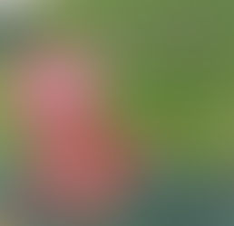 דמעות ורודות/ חנה גולדברג