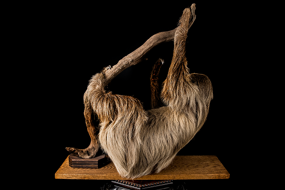 Thumbnail: Two-Toed Sloth Taxidermy