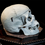 Thumbnail: Human Skull #8181