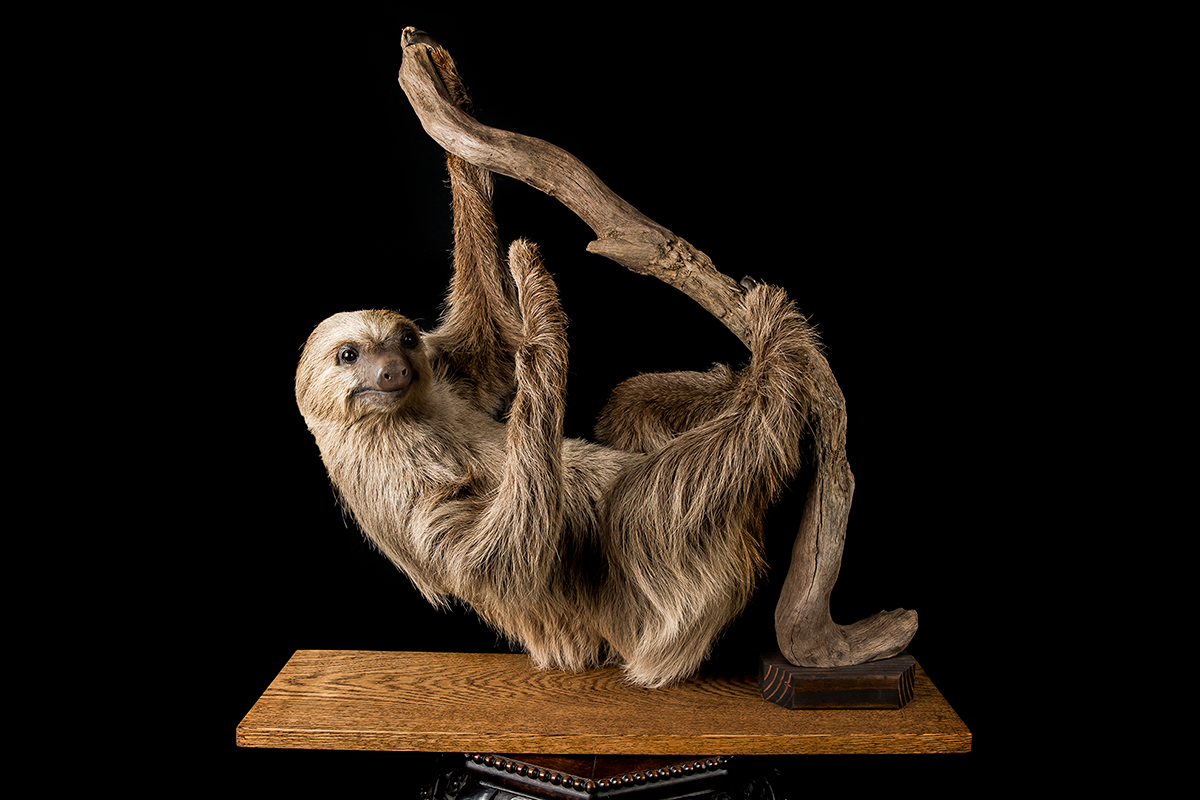 Two-Toed Sloth Taxidermy