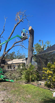 Tree trimming in Southwest, Florida. Tree maintenance in Southwest, Florida. Lawn care in Southwest, Florida. Lawn maintenance in Southwest, Florida. Lawn care in Southwest, Florida. Sod company in Southwest, Florida. Tree removal in Southwest Florida. Tree company in Southwest, Florida. Tree service in Charlotte County, Sarasota County, Lee County, Hardee County, Hillsborough County, and Manatee County. Exterior maintenance in Southwest Florida.