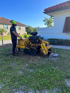 Tree trimming in Southwest, Florida. Tree maintenance in Southwest, Florida. Lawn care in Southwest, Florida. Lawn maintenance in Southwest, Florida. Lawn care in Southwest, Florida. Sod company in Southwest, Florida. Tree removal in Southwest Florida. Tree company in Southwest, Florida. Tree service in Charlotte County, Sarasota County, Lee County, Hardee County, Hillsborough County, and Manatee County. Exterior maintenance in Southwest Florida.