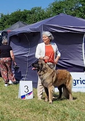 Élevage de Léonbergs du chapeau de gendarme à Savigny-le-Temple près de Melun