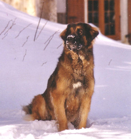 Nycté des Nuits Etoilées par le Roy Tatius