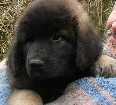 Ballo du Chapeau de Gendarme