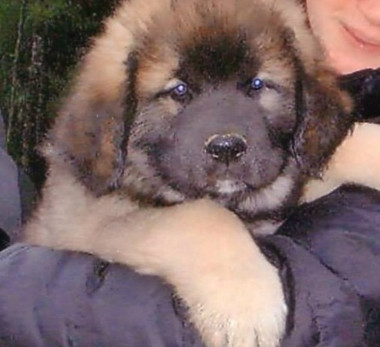 Bagheera du Chapeau de Gendarme