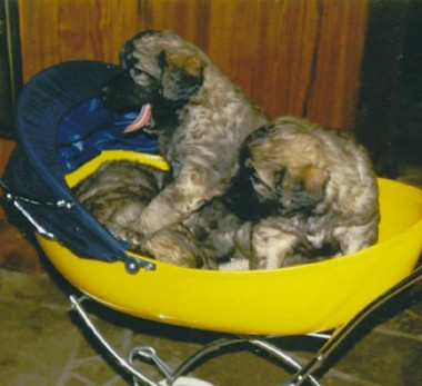 La portée de Nycté : Téphie, Tzigane et Thisbé du Chapeau de Gendarme