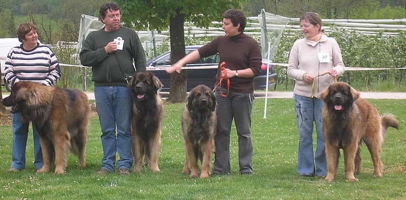 Élevage de Léonbergs du chapeau de gendarme à Savigny-le-Temple près de Melun