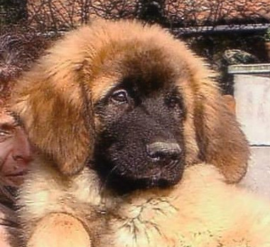 Baal du Chapeau de Gendarme