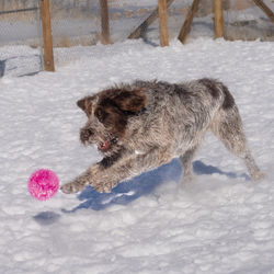 Dog chasing toy in snow at Red Rover Resort