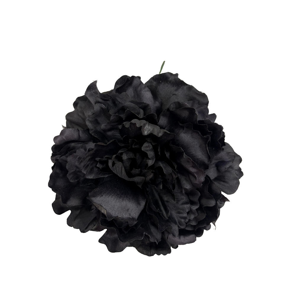 Peonia Grande Negro Teñida
