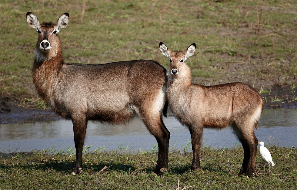 Waterbuck female and kid and cattle egret (Source: own photo)