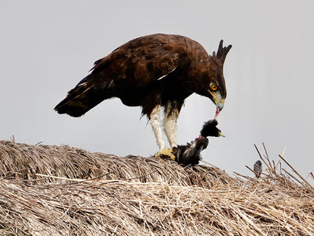 Standing up for nature