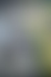 Review: Alone on the Wall (Plus Bonus: Free Solo)