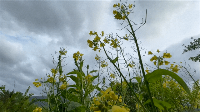 Coaching & Therapy in the Highlands